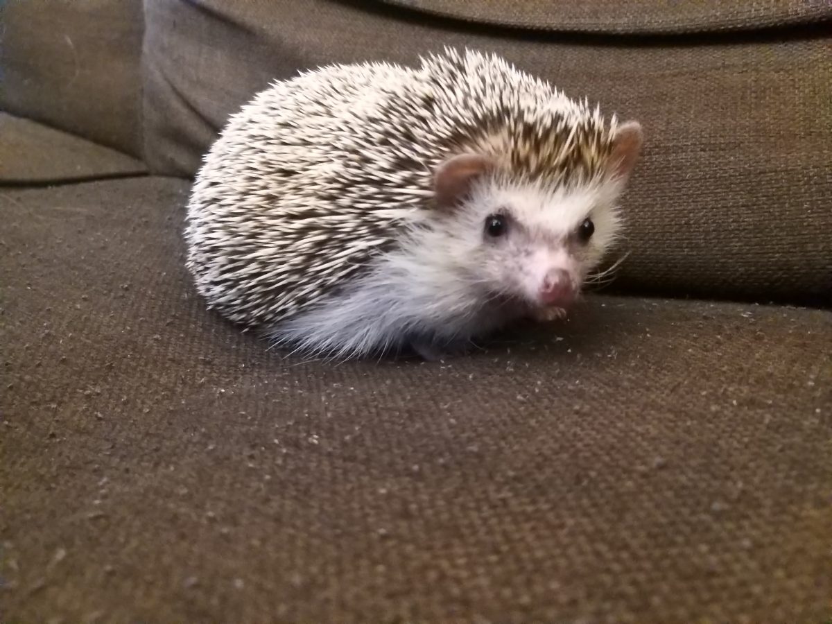 African Pygmy Hedgehog Information on looking after an APH